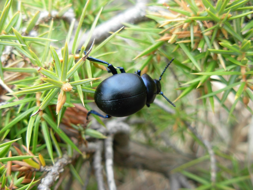 identificazione: Timarcha nicaeensis